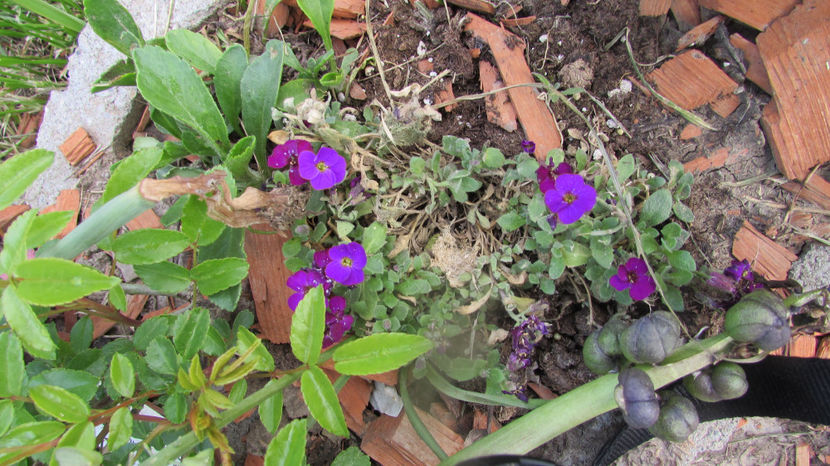  - A A Flori de gradina 1