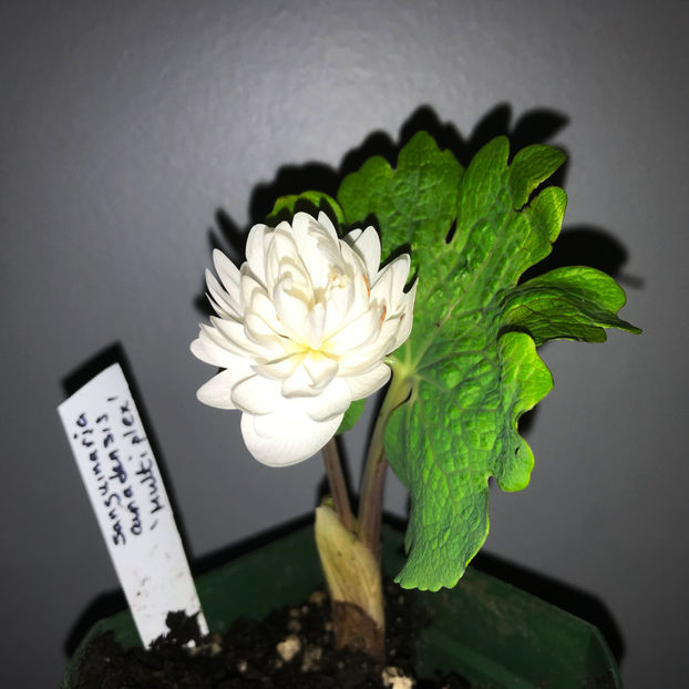 Sanguinaria canadensis f. multiplex 'Plena' - Jurnalul gradinii 2019