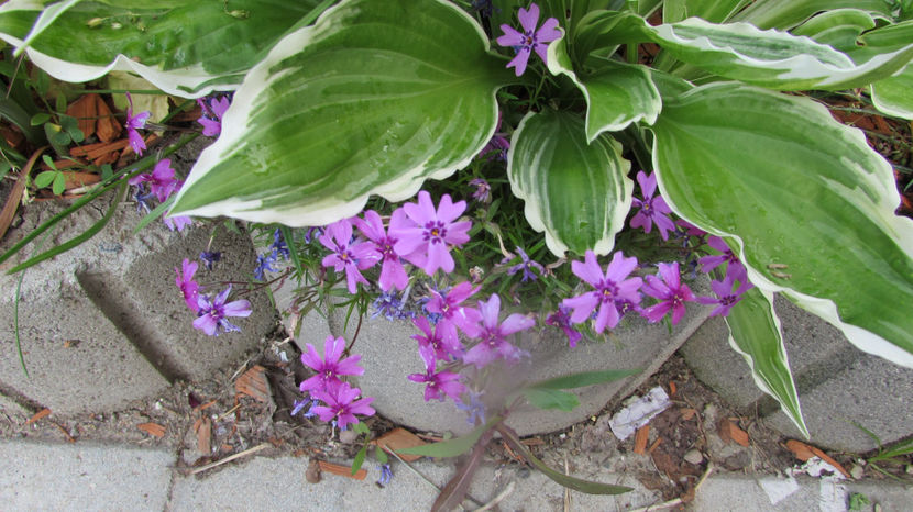  - A A Flori de gradina 1