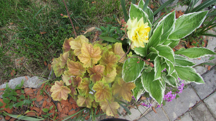  - A A Flori de gradina 1