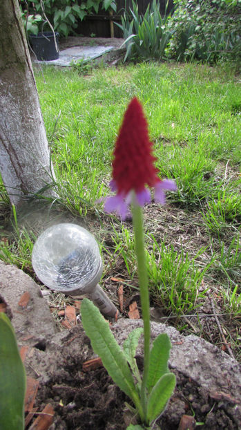  - A A Flori de gradina 1