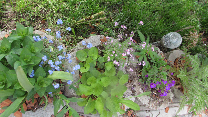  - A A Flori de gradina 1