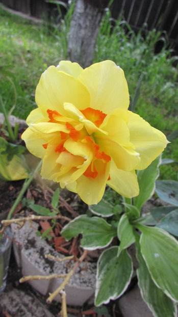  - A A Flori de gradina 1