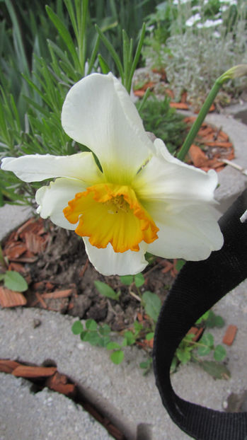  - A A Flori de gradina 1