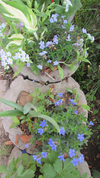  - A A Flori de gradina 1