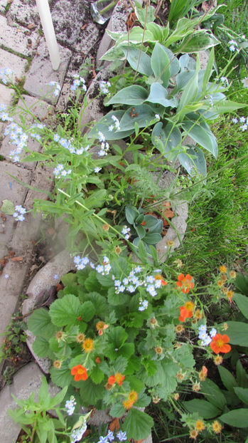  - A A Flori de gradina 1