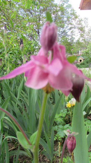  - A A Flori de gradina 1