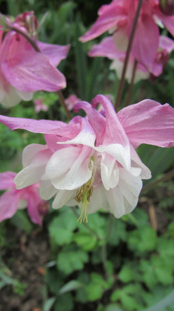  - A A Flori de gradina 1