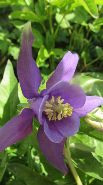  - A A Flori de gradina 1