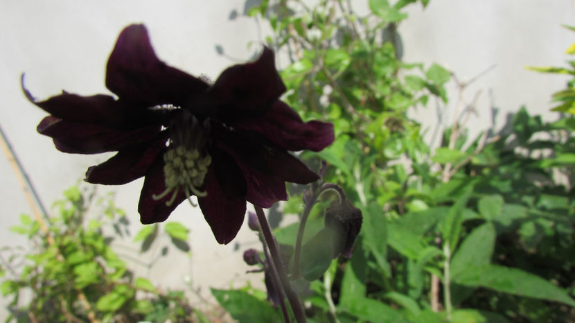  - A A Flori de gradina 1