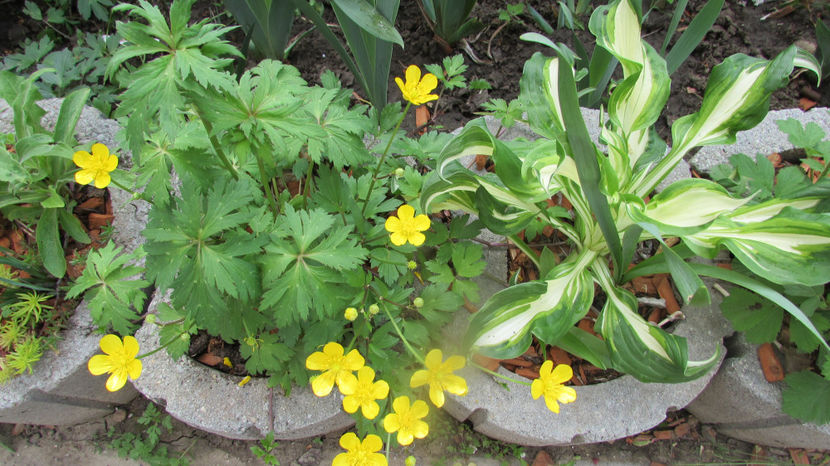  - A A Flori de gradina 1