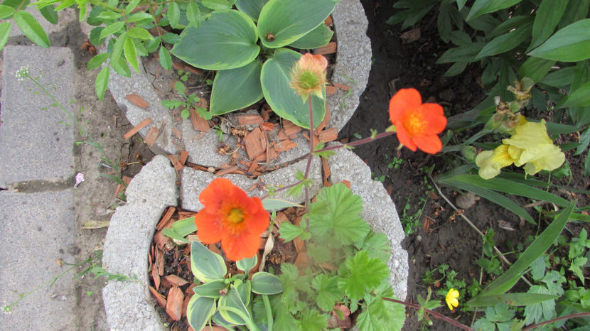  - A A Flori de gradina 1