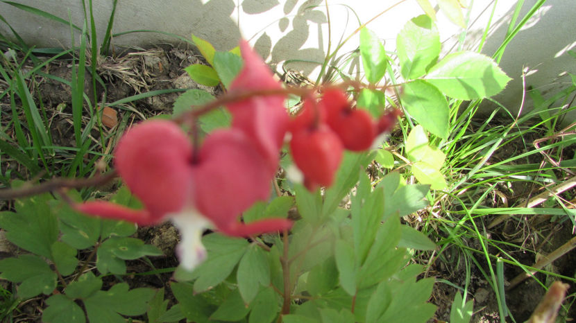  - A A Flori de gradina 1