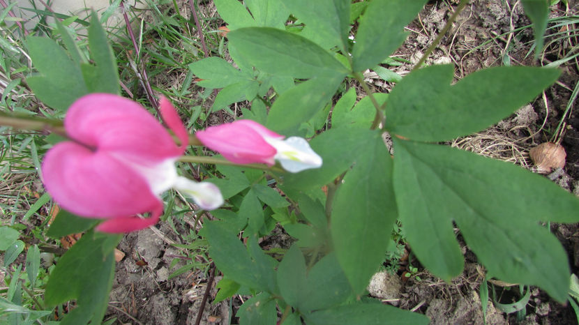  - A A Flori de gradina 1