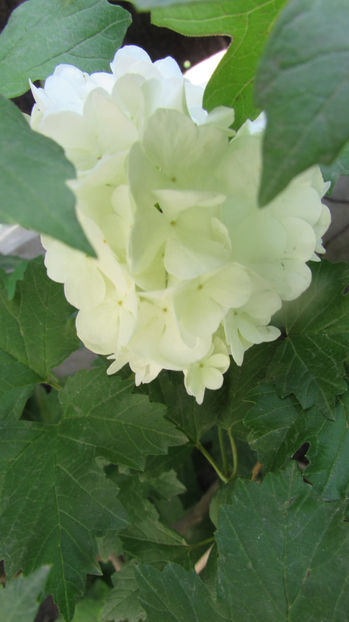  - A A Flori de gradina 1