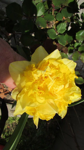  - A A Flori de gradina 1