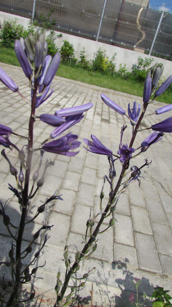  - A A Flori de gradina 1