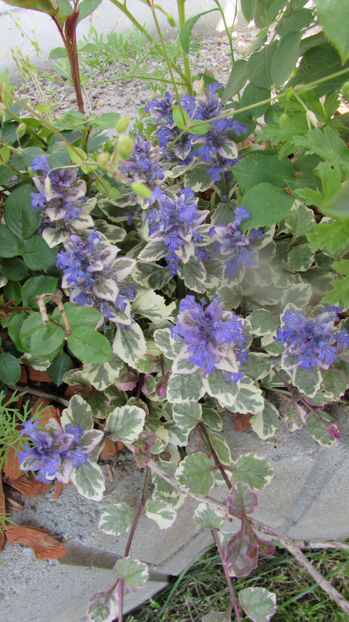  - A A Flori de gradina 1