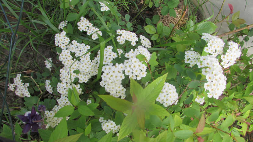  - A A Flori de gradina 1