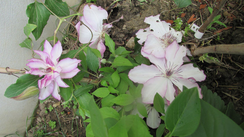  - A A Flori de gradina 1