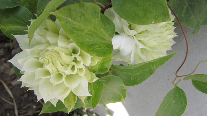  - A A Flori de gradina 1