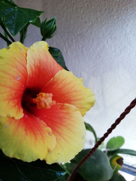  - Hibiscusii 3
