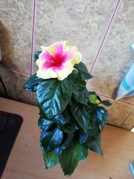 - Hibiscusii 3