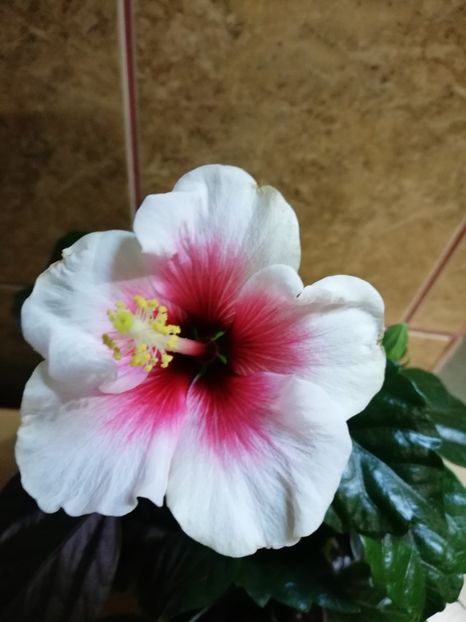  - Hibiscusii 3