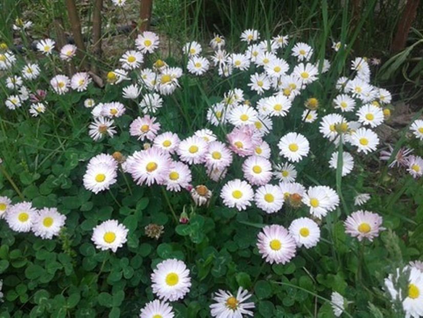 banutei albi simpli - plante de primavara