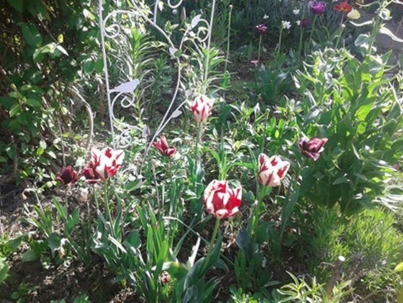  - plante de primavara