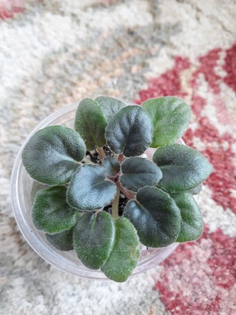  - Forever Ruthelen zz