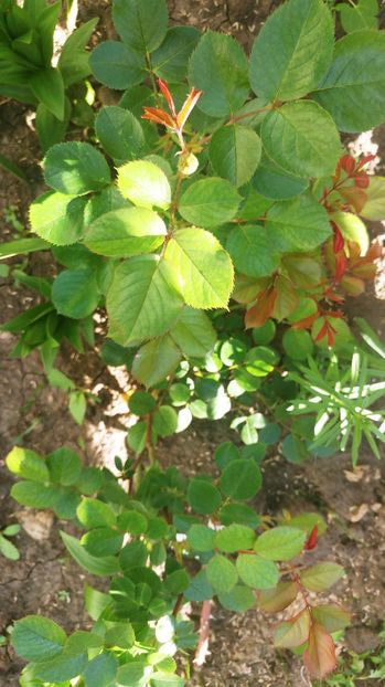  - Comenzi de plante de la diferiti furnizori