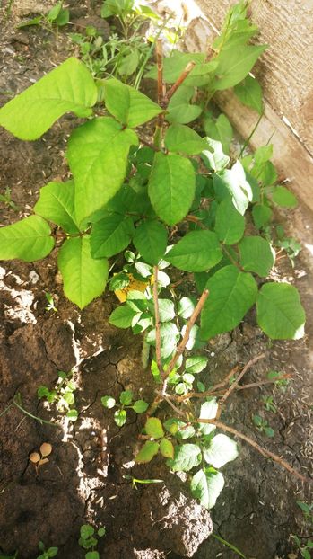 comanda #ziana - Comenzi de plante de la diferiti furnizori