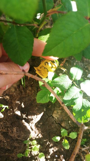 comanda #ziana - Comenzi de plante de la diferiti furnizori