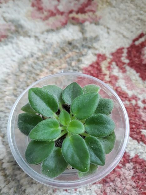  - Alan s White Feather