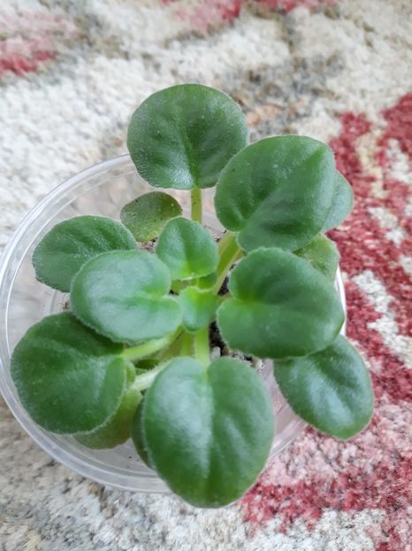  - Mac s Callow Carillion