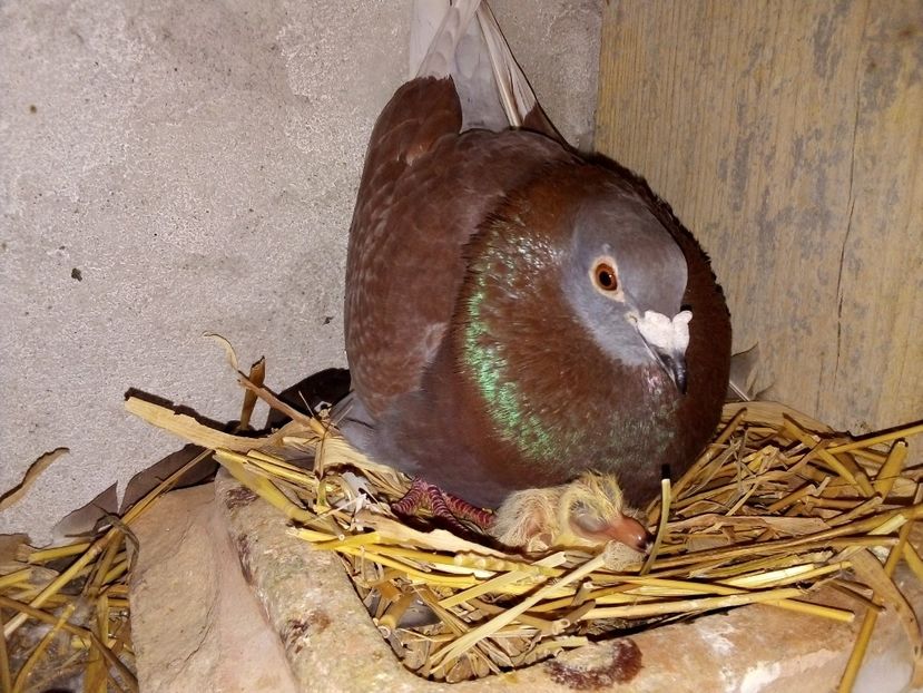  - Pui de porumbei voiajori 2019