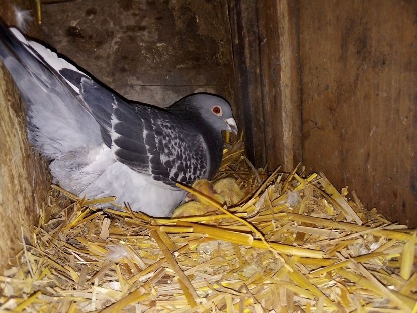  - Pui de porumbei voiajori 2019