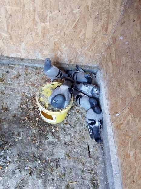  - Pui de porumbei voiajori 2019