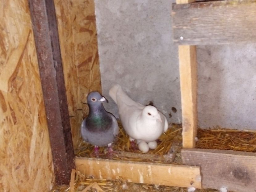  - Pui de porumbei voiajori 2019