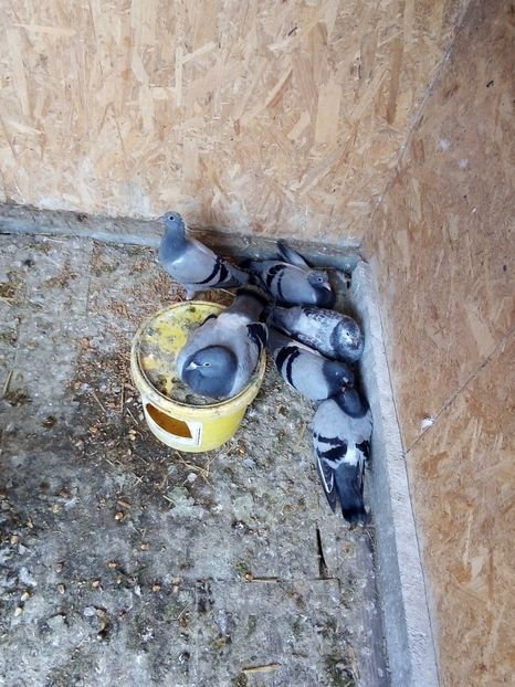  - Pui de porumbei voiajori 2019