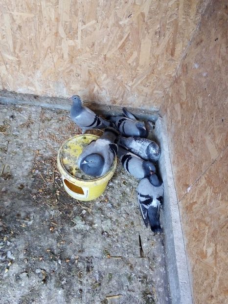  - Pui de porumbei voiajori 2019