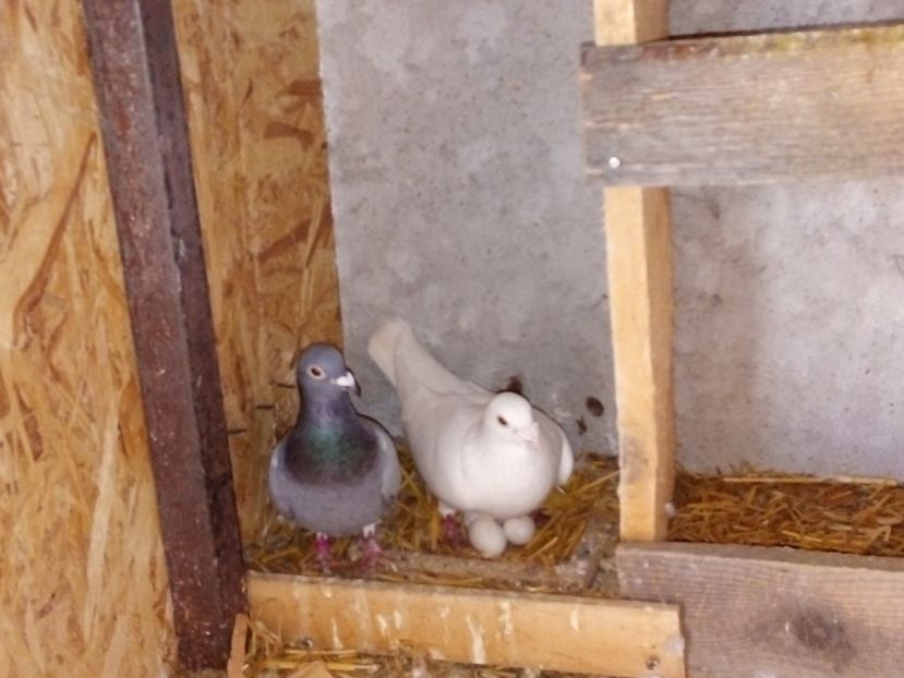  - Pui de porumbei voiajori 2019