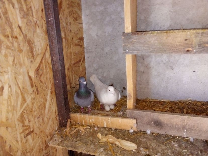  - Pui de porumbei voiajori 2019