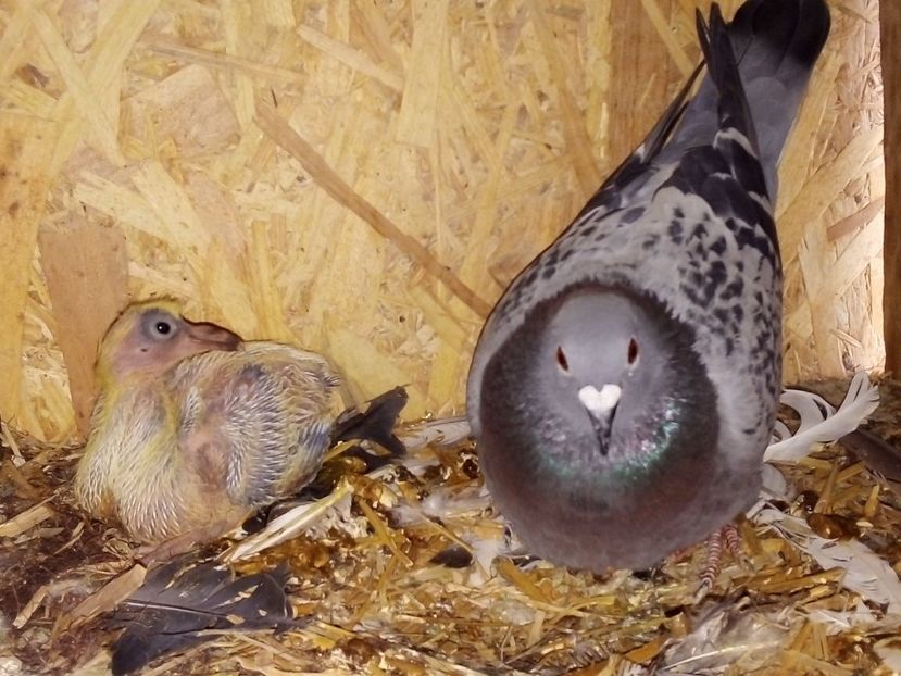  - Pui de porumbei voiajori 2019