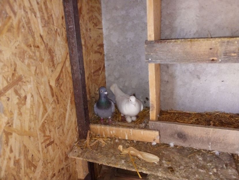  - Pui de porumbei voiajori 2019