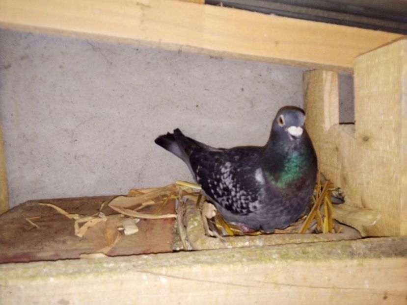  - Pui de porumbei voiajori 2019