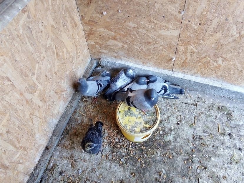  - Pui de porumbei voiajori 2019