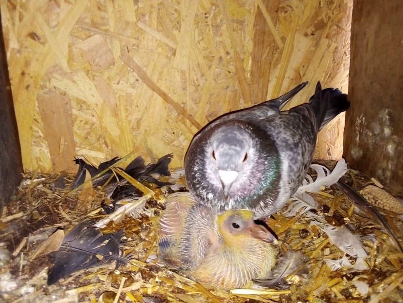  - Pui de porumbei voiajori 2019