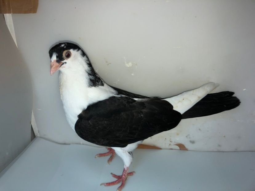 6847  femelă  2019 - Plecați ALBUM 2